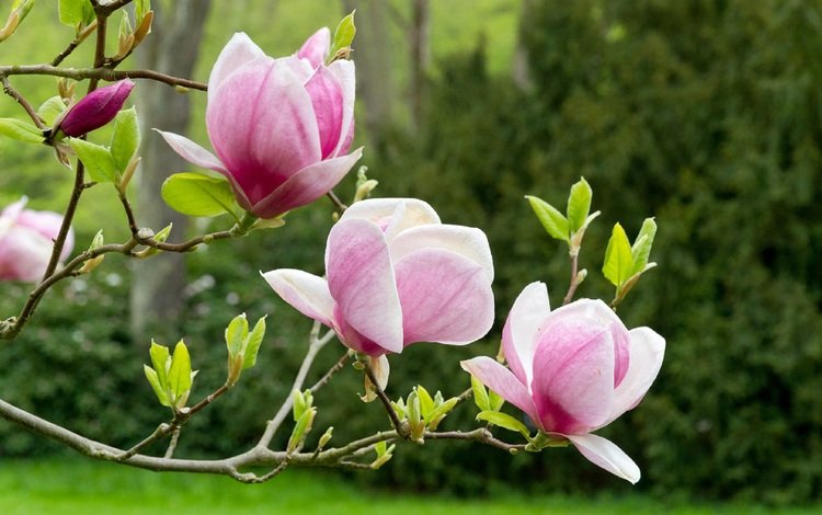 весна, цветёт, магнолия, spring, blooms, magnolia