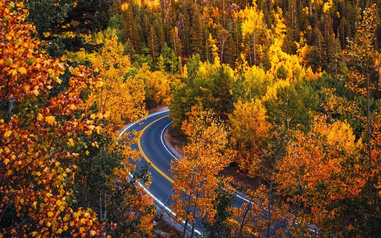 дорога, деревья, лес, осень, колорадо, road, trees, forest, autumn, colorado