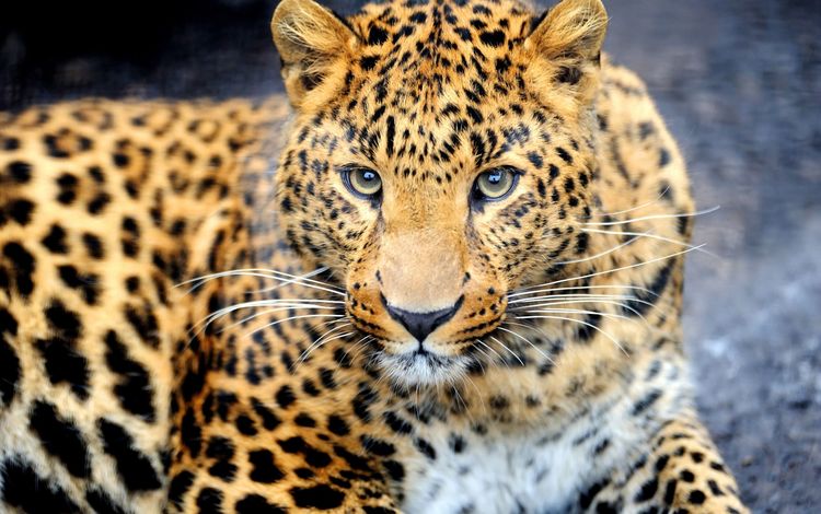 глаза, морда, взгляд, леопард, хищник, изображение, eyes, face, look, leopard, predator, image