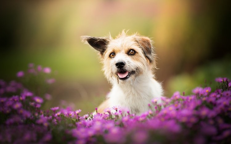цветы, собака, песик, боке, flowers, dog, doggie, bokeh
