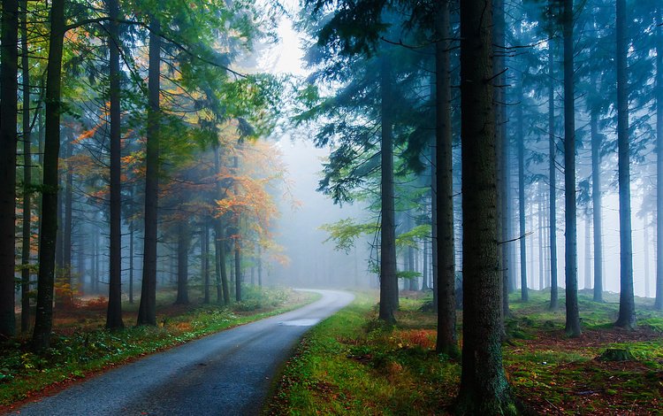 дорога, деревья, лес, туман, сосны, road, trees, forest, fog, pine
