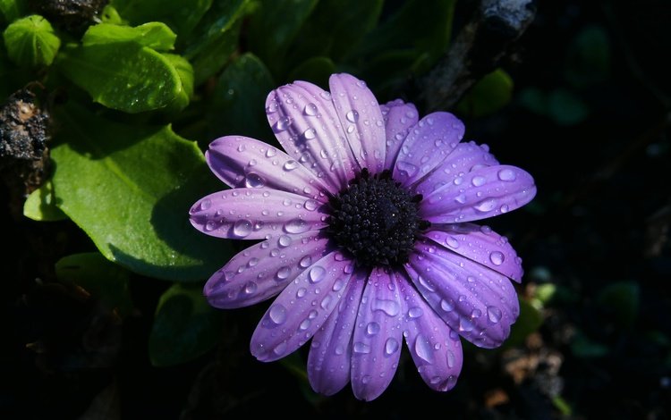 цветок, лепестки, черный фон, фиолетовые, капли воды, остеоспермум, flower, petals, black background, purple, water drops, osteospermum