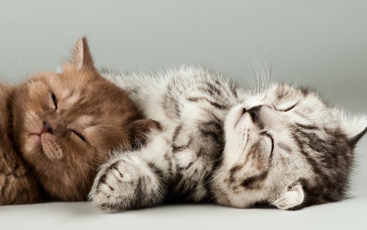мордочка, сон, котенок, коты, кошки, котята, muzzle, sleep, kitty, cats, kittens