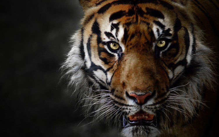 тигр, животные, большая кошка, оскал, tiger, animals, big cat, grin