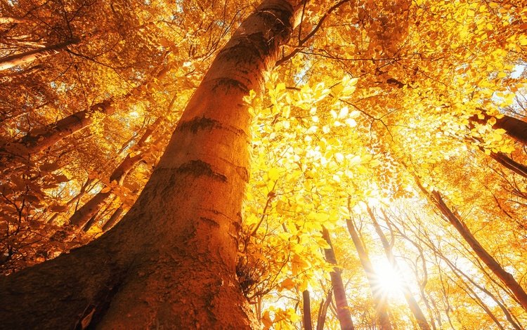 деревья, солнце, лес, листья, лучи, осень, trees, the sun, forest, leaves, rays, autumn