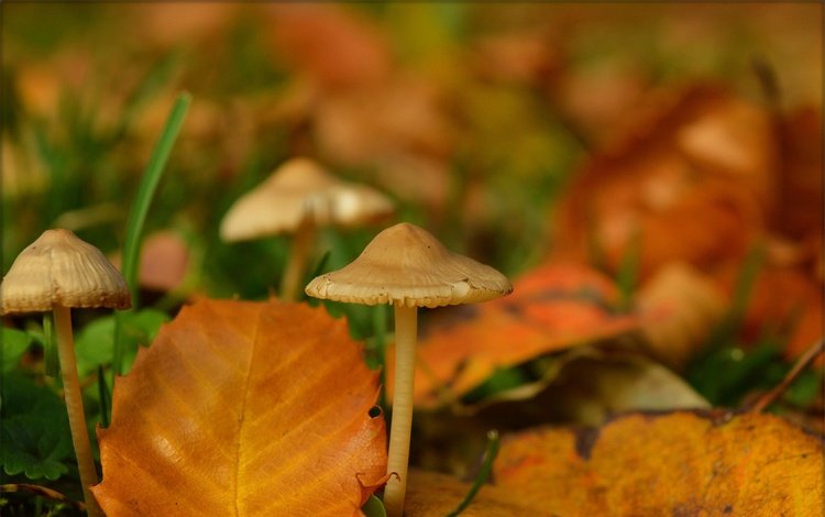 природа, макро, грибы, размытость, желтые листья, nature, macro, mushrooms, blur, yellow leaves