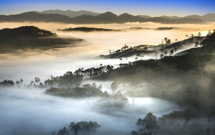 деревья, холмы, природа, утро, туман, вьетнам, trees, hills, nature, morning, fog, vietnam