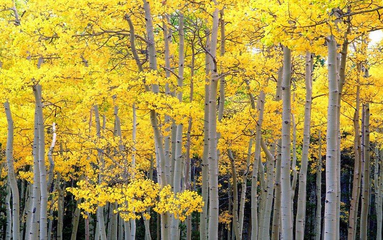 деревья, лес, стволы, осень, осина, trees, forest, trunks, autumn, aspen