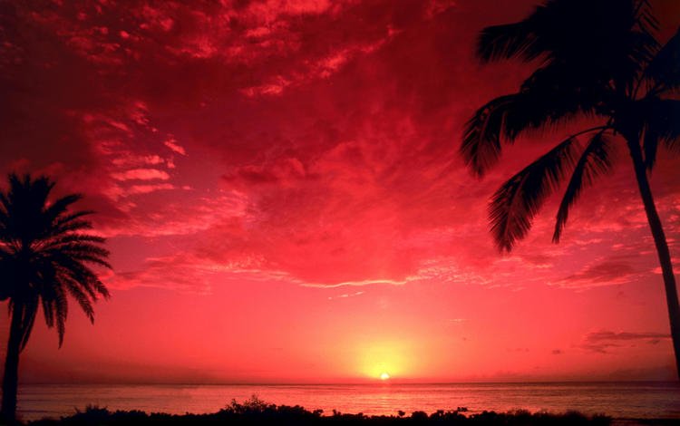 небо, закат, море, горизонт, пальмы, the sky, sunset, sea, horizon, palm trees