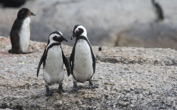 пингвин, пингвины, очковый пингвин, penguin, penguins