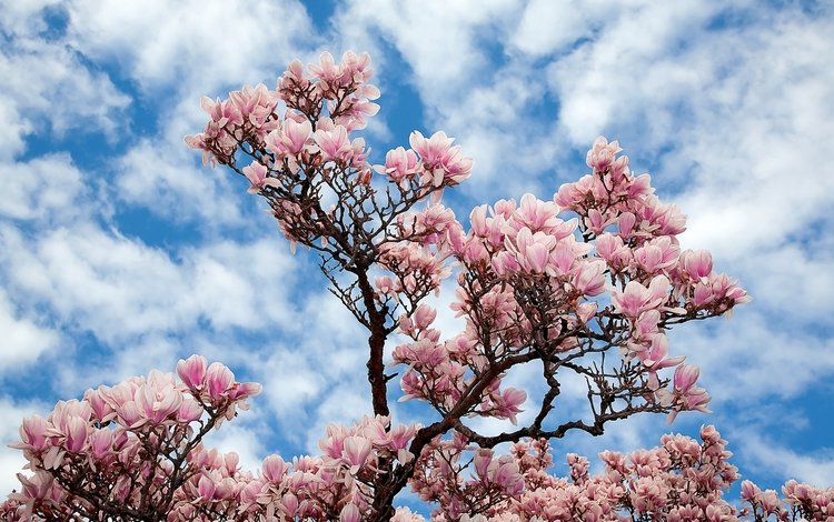 небо, цветы, облака, природа, дерево, ветки, сакура, магнолия, the sky, flowers, clouds, nature, tree, branches, sakura, magnolia