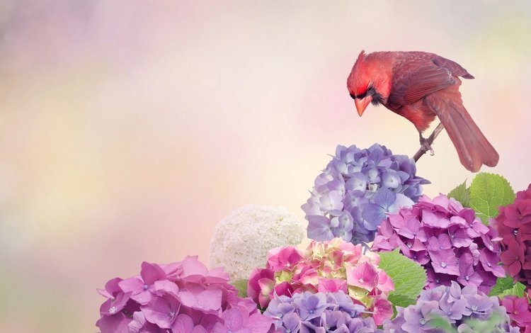 цветы, птица, кардинал, гортензия, flowers, bird, cardinal, hydrangea