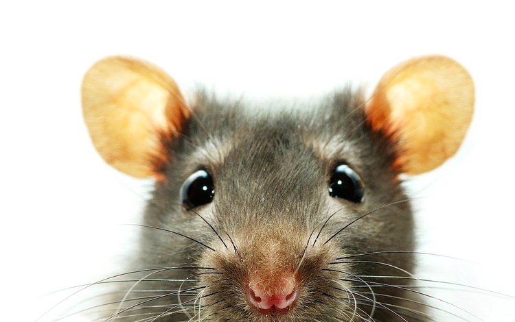 глаза, уши, крыса, грызун, eyes, ears, rat, rodent