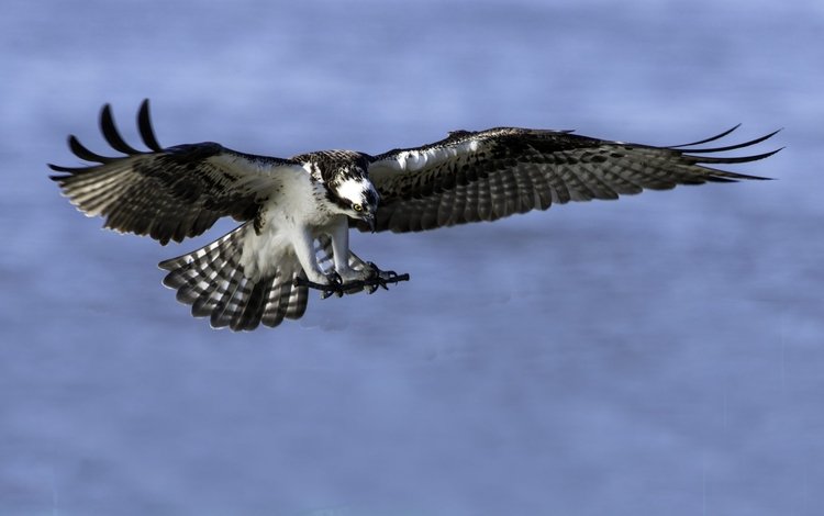 полет, скопа, хищная птица, flight, osprey, bird of prey