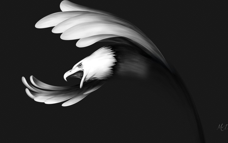 рисунок, полет, чёрно-белое, крылья, орел, птица, клюв, figure, flight, black and white, wings, eagle, bird, beak