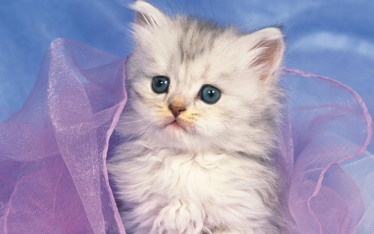 котенок, белый, милый, котёнка, kitty, white, cute, kitten