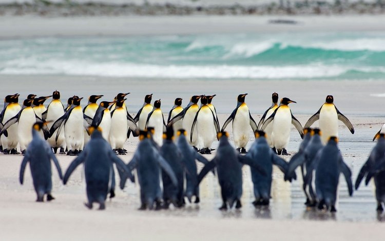птицы, пингвины, королевский пингвин, фолклендские острова, birds, penguins, royal penguin