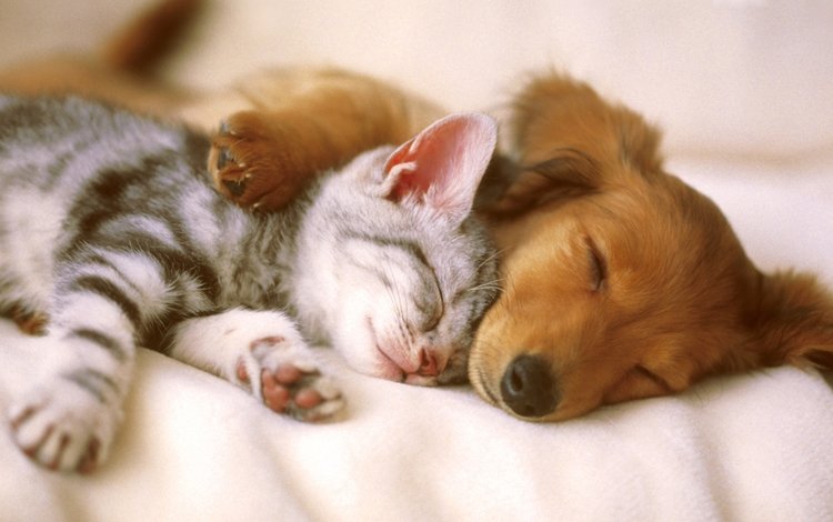 кошка, сон, котенок, собака, щенок, cat, sleep, kitty, dog, puppy