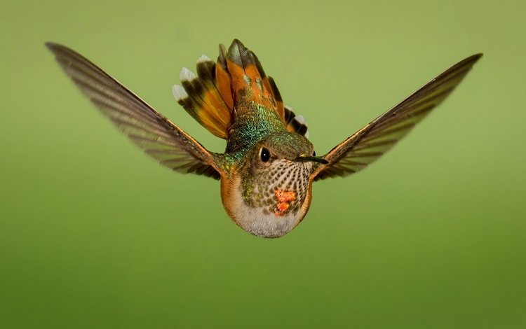 полет, крылья, птица, колибри, охристый колибри, flight, wings, bird, hummingbird, buffy hummingbird