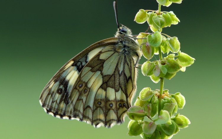 насекомое, фон, бабочка, крылья, галатея, пестроглазка галатея, insect, background, butterfly, wings, galatea
