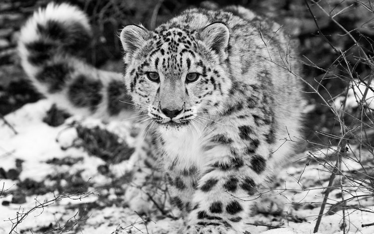снег, чёрно-белое, снежный барс, ирбис, snow, black and white, snow leopard, irbis