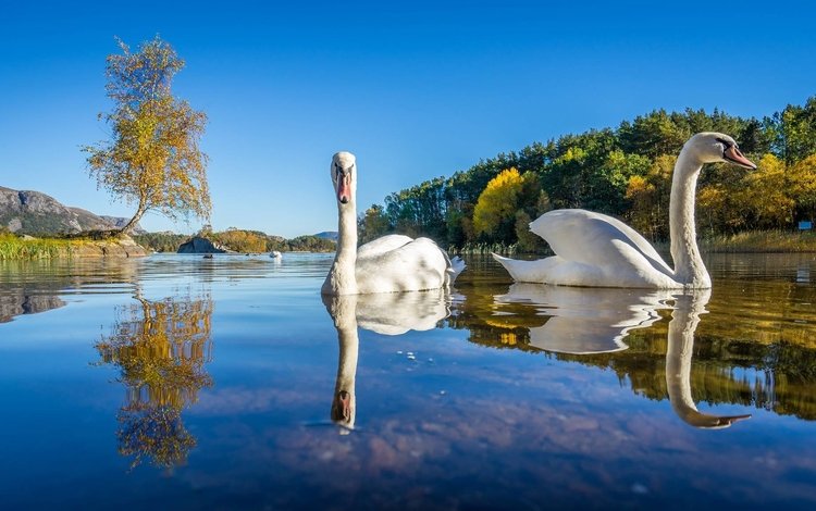 озеро, природа, отражение, птицы, лебеди, лебедь, белый лебедь, lake, nature, reflection, birds, swans, swan, white swan