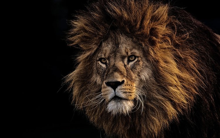 морда, хищник, черный фон, лев, грива, львёнок, царь зверей, face, predator, black background, leo, mane, lion, the king of beasts