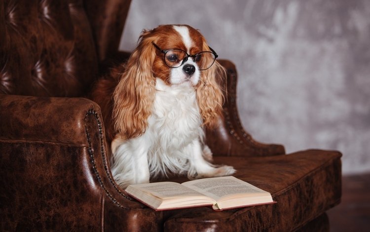 очки, собака, кресло, книга, спаниель, кавалер кинг чарльз спаниель, glasses, dog, chair, book, spaniel, the cavalier king charles spaniel