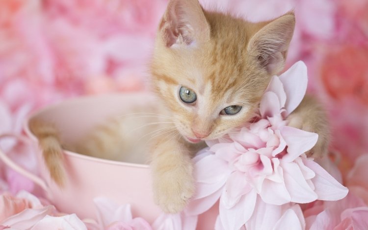 цветы, котенок, рыжий, милый, flowers, kitty, red, cute