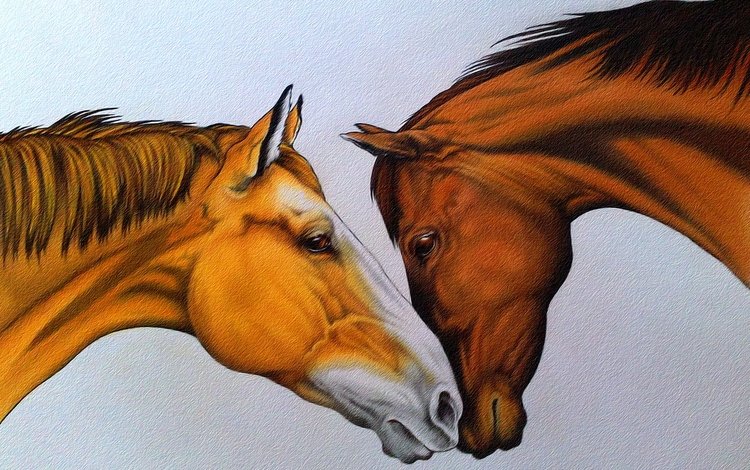 рисунок, пара, лошади, кони, нежность, живопись, figure, pair, horse, horses, tenderness, painting