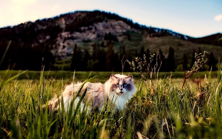 трава, кот, кошка, пушистый, прогулка, grass, cat, fluffy, walk