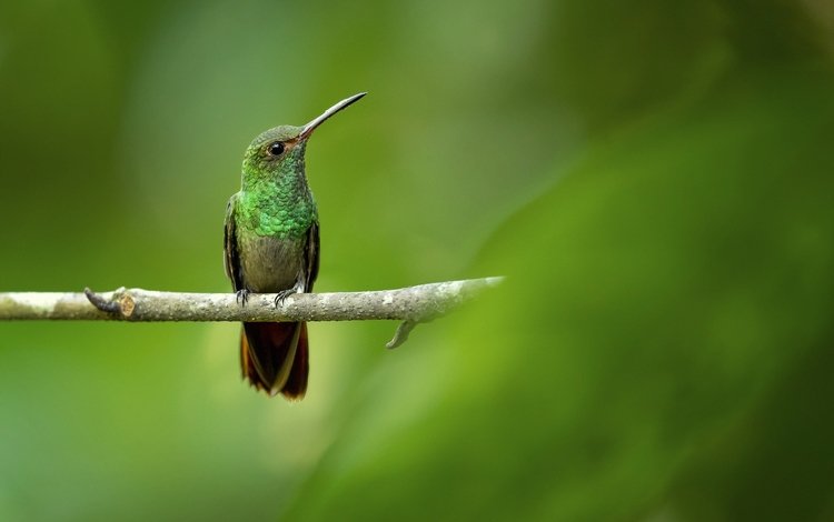 ветка, фон, птица, колибри, branch, background, bird, hummingbird