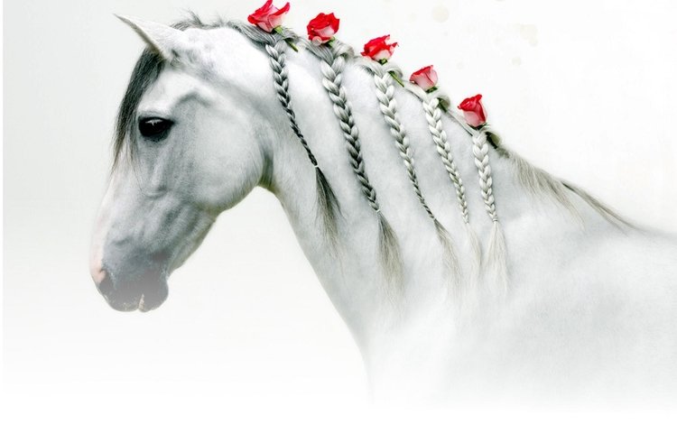 цветы, лошадь, розы, белая, голова, косички, flowers, horse, roses, white, head, braids