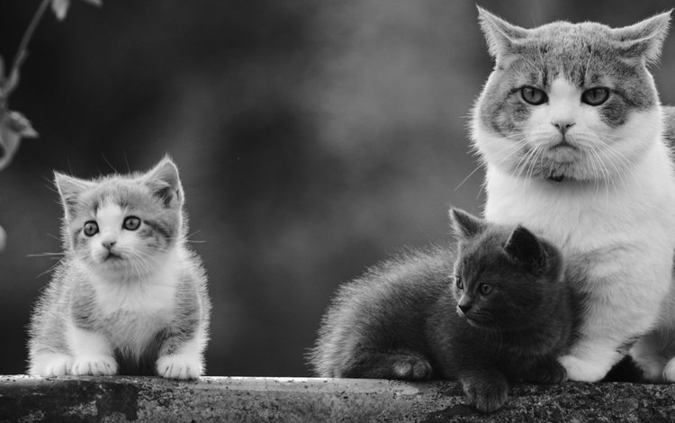 кошка, чёрно-белое, котенок, кошки, малыши, котята, cat, black and white, kitty, cats, kids, kittens