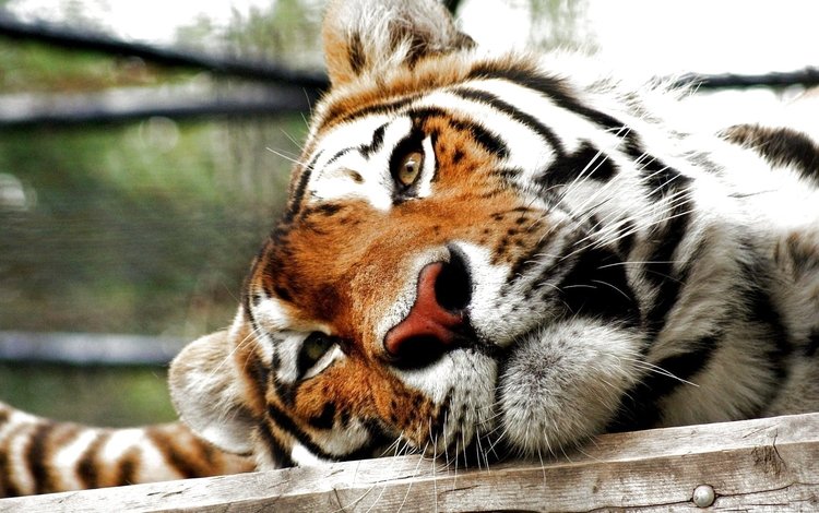 тигр, морда, хищник, большая кошка, tiger, face, predator, big cat