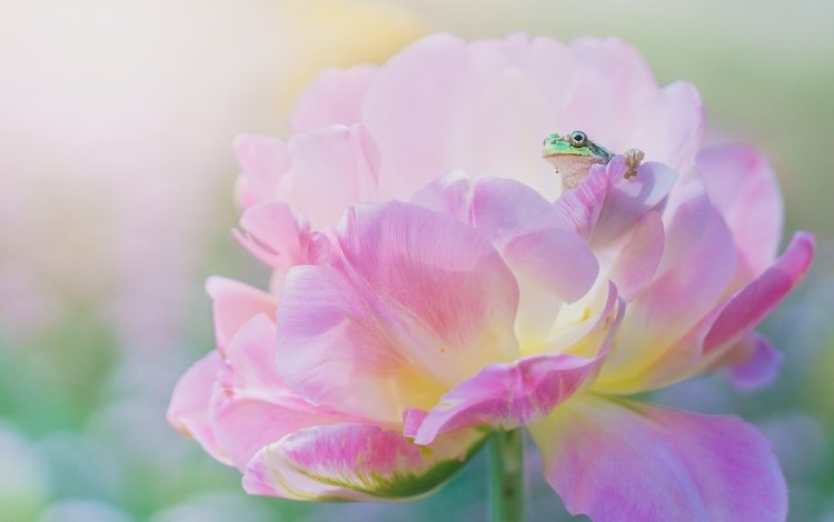 макро, цветок, лепестки, лягушка, розовый, macro, flower, petals, frog, pink