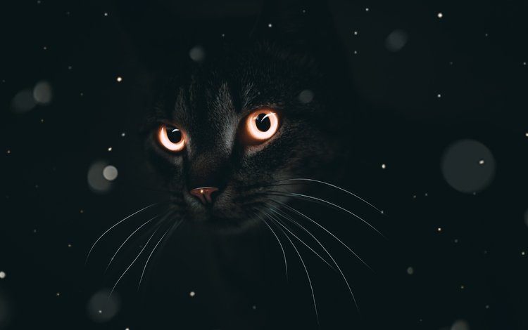 глаза, кот, мордочка, кошка, взгляд, черный фон, eyes, cat, muzzle, look, black background