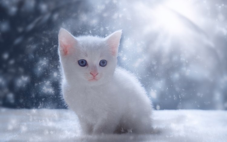 глаза, снег, зима, кот, мордочка, кошка, взгляд, котенок, белый, white, eyes, snow, winter, cat, muzzle, look, kitty