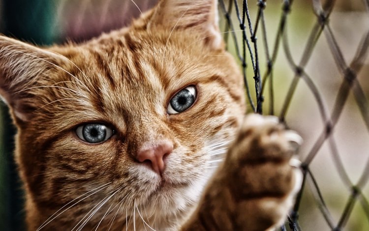 кот, мордочка, кошка, взгляд, сетка, лапа, рабица, cat, muzzle, look, mesh, paw, netting