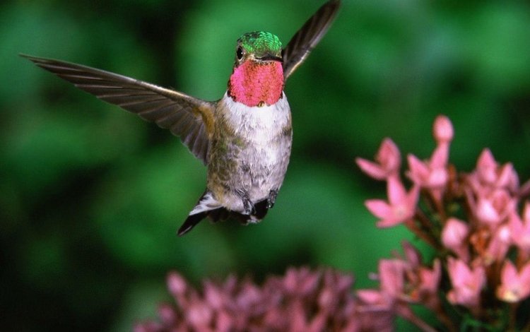 птица, клюв, колибри, широкохвостный колибри, широкохвостый колибри, bird, beak, hummingbird