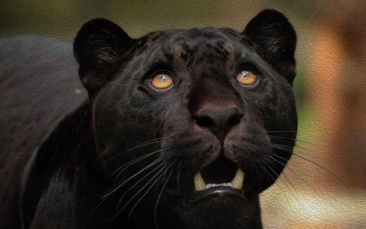 морда, хищник, пантера, чёрная пантера, face, predator, panther, black panther