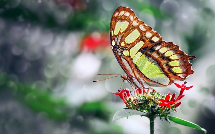фото, цветок, бабочка, крылья, красивая, ozturk mustafa, photo, flower, butterfly, wings, beautiful, mustafa ozturk