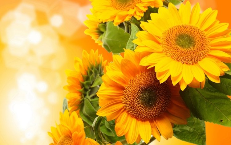 цветы, цветение, подсолнухи, крупный план, желтые, боке, flowers, flowering, sunflowers, close-up, yellow, bokeh