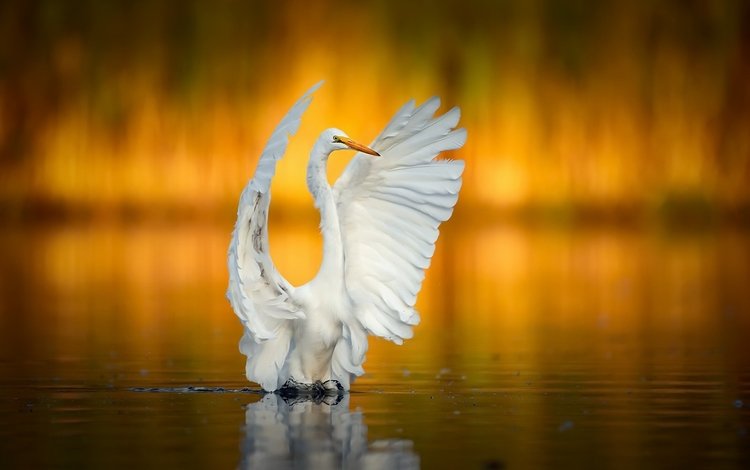 крылья, птица, клюв, белая, цапля, wings, bird, beak, white, heron