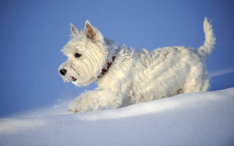 снег, зима, собака, вест-хайленд-уайт-терьер, snow, winter, dog, the west highland white terrier