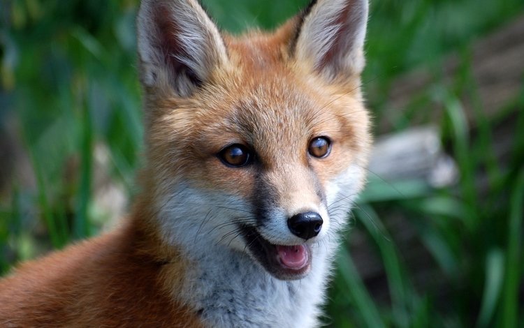 мордочка, взгляд, лиса, лисица, живая природа, muzzle, look, fox, wildlife