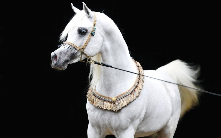 лошадь, черный фон, конь, белая, сбруя, арабская лошадь, чистокровная, horse, black background, white, harness