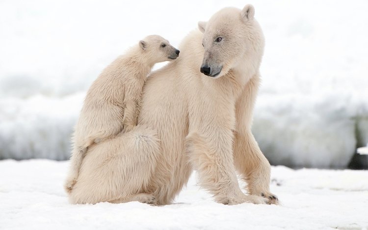 белый медведь, polar bear