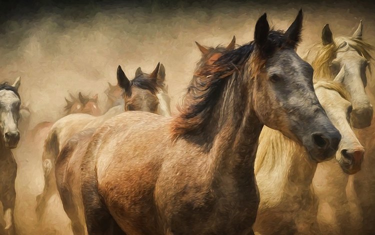 лошади, кони, пыль, бег, табун, horse, horses, dust, running, the herd