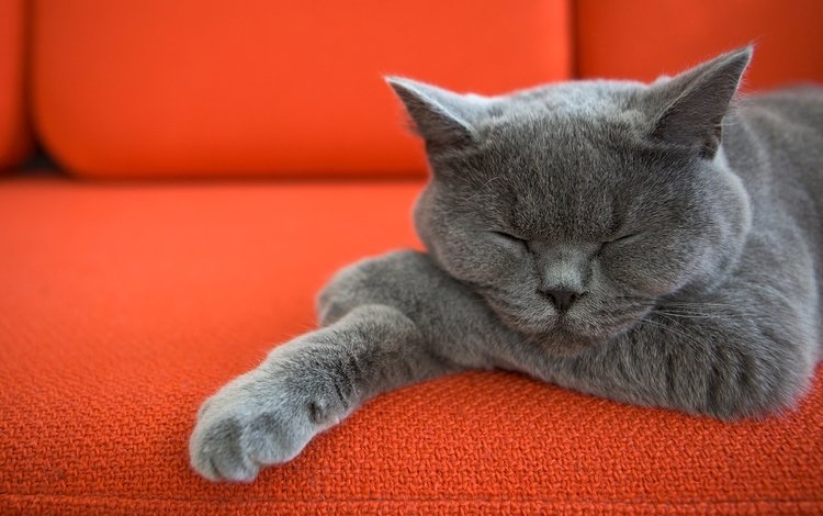 кот, кошка, спит, диван, лапки, котик, британская короткошерстная, cat, sleeping, sofa, legs, british shorthair
